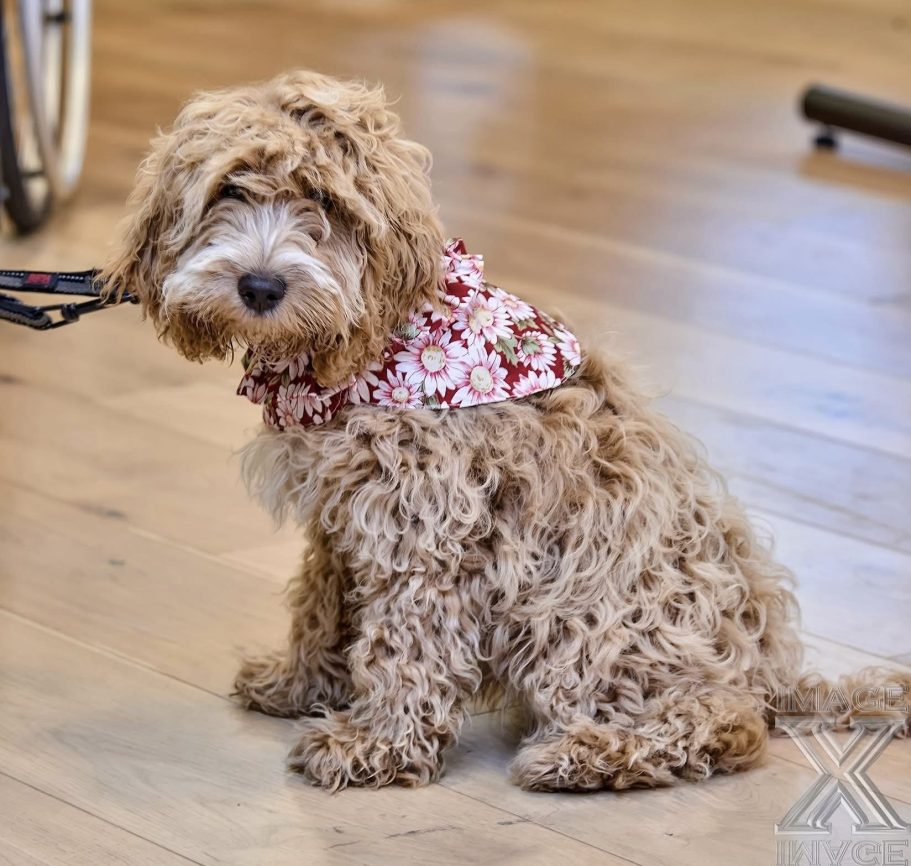 Dog scarf Small brown fluffy dog wearing a bespoke neckscarf with pink flowers
